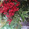  Rote Beeren des Heiligen Bambus