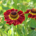 Helenium x cultorum 'K�nigstiger'