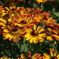 Helenium x cult. 'Rauchtopas'