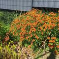 Helenium x cultivars 'Moerheim Beauty', orange, Staude Sonnenbraut, Pr�riepflanze