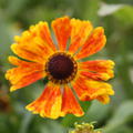 Helenium x cultivars 'Waltraut'