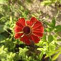 Helenium x cultorum 'Indianersommer', Herbstbl�te, Sonnenbraut, Staude