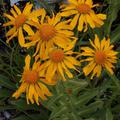 Fr�hsommer-Sonnenbraut, in Vollbl�te