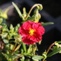 Helianthemum x cultivars 'Blutstr�pfchen'