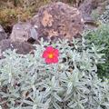 Helianthemum x cultivars 'Blutstr�pfchen', Helianthemum x cult. 'Blutstr�pfchen'