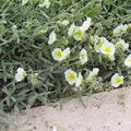 Helianthemum Eisb�r