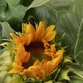 Sonnenblume 'Herbstsch�nheit', Helianthus annuus