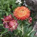 Helichrysum bracteatum, Strohblumen gef�llt, Der nachhaltigste Blumenstrau� und ein  Sommergru� f�r den Winter.. robust und pflegeleicht in der Kultur, getrocknet f�r Monate ein kleines Wunder in der Vase!