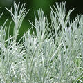 Helichrysum angustifolium 'Kari', Currykraut