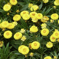 Strohblume gelb