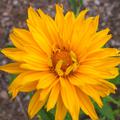 Heliopsis helianthoides scabra 'Spitzent�nzerin'