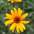 Heliopsis helianthoides scabra 'Summer Nights'