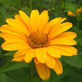 Heliopsis helianthoides var. scabra 'Karat'