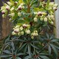 Helleborus foetidus, Helleborus foetidus