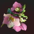 Helleborus orientalis 'Pretty Ellen Red', Helleborus orientalis 'Pretty Ellen Red'