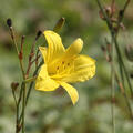 Hemerocallis x cultorum 'Corky'