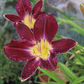 Hemerocallis x cultorum 'Strutters Ball'