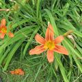 Hemerocallis fulva, Braunrote Taglilie