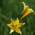 Hemerocallis minor
