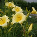 Hemerocallis x cult. 'Butterpat'