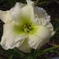 Hemerocallis 'Gentle Shepherd'