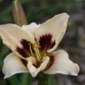 Hemerocallis x cultorum 'Moonlit Masquerade'