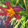 Hemerocallis x cultorum 'Sammy Russel'