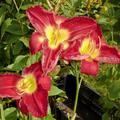 Hemerocallis x cultorum 'Sammy Russel', Hemerocallis x cult. 'Sammy Russel'