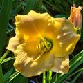 Hemerocallis x cultorum 'Stella de Oro', Hemerocallis x cult. 'Stella de Oro'