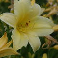 Hemerocallis Suzie Wong