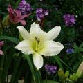 Hemerocallis x cultorum 'Suzie Wong', Hemerocallis x cultorum 'Suzie Wong'