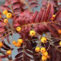 Herbst-Eberesche 'Autumn Spire'� mit vielen gesunden Fr�chten