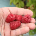 Himbeere Primeberry� Autumn Belle�