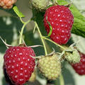 Himbeere Primeberry� Autumn Best�