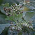 Herbstliche Himbeere, Herbsthimbeere Primeberry� Autumn Chef