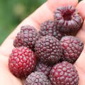 Rubus occidentalis Herbsthimbeere Primeberry� 'Autumn Passion'� - Syn. 'Malling Passion'�