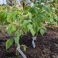 Herbsthimbeere Primeberry� 'Purple Love'�, Rubus idaeus