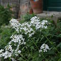 Hesperis matronalis 'Alba'