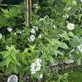 Hesperis matronalis 'Alba', Hesperis matronalis 'Alba'