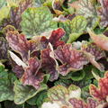 Heuchera x micrantha Beauty Colour -S-, Silbergl�ckchen, Staude