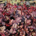 Heuchera x cultorum 'Berry Marmalade' (S)