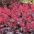 Heuchera Black Forest Cake, Staude, P�ppel