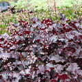 Heuchera Black Pearl, Staude, P�ppel
