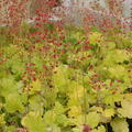 Heuchera Northern Exposure Lime, Staude, P�ppel