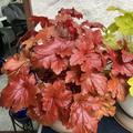 Heuchera 'Peach Flamb�' (S), Heuchera x micrantha 'Peach Flamb�' (S)