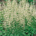 Heuchera sanguinea 'White Cloud', Purpurgl�ckchen