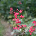 Heuchera sanguinea 'Leuchtk�fer'