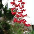 Heuchera sanguinea 'Leuchtk�fer', Heuchera sanguinea 'Leuchtk�fer'