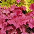 Heuchera 'Berry Smoothie' -S-