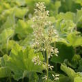 Heuchera villosa marcrorrhiza